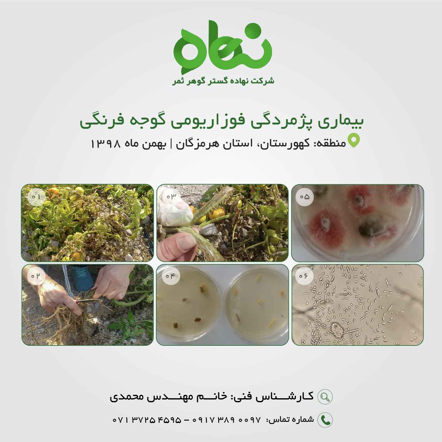 پژمردگی فوزاریومی گوجه فرنگی 2